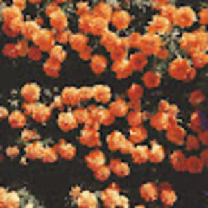 Meet your Posher, Cheyenne